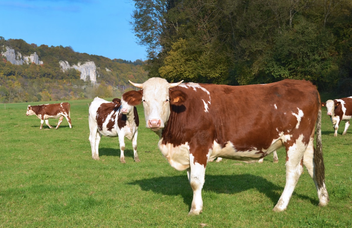 Feeder cattle grazing on green pasture