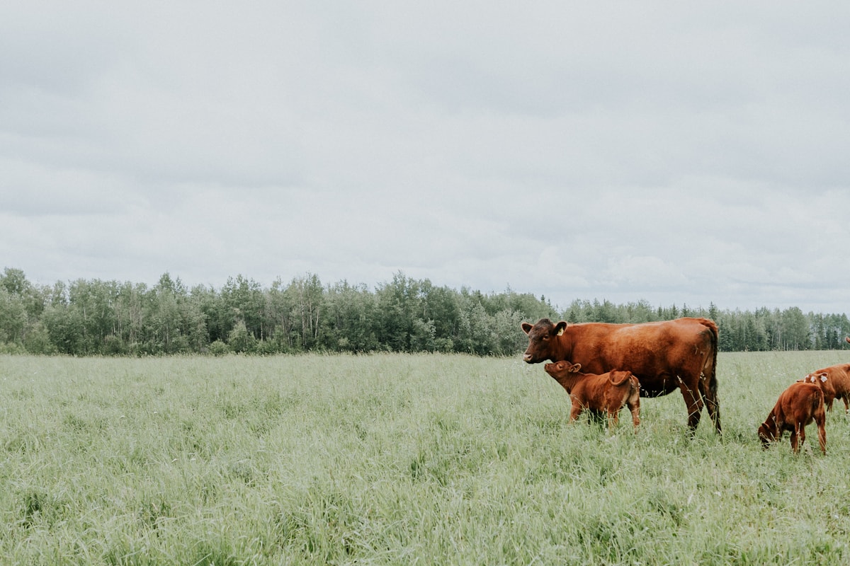 Cattle on open pasture