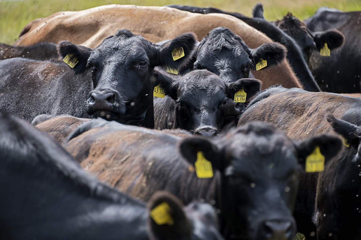 Cowboys working cattle on the ranch